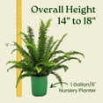 thumbnail image 3 of Tropical Plants of Florida 15" to 18" Green Kimberly Queen Fern Houseplant; Partial Sunlight, 3 of 8