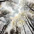 thumbnail image 6 of WYYP Trees Trees Round Tablecloth Outdoor Fitted 100% Polyester Fiber Great for Home Kitchen/Parties/Holiday Dinner White, 6 of 8
