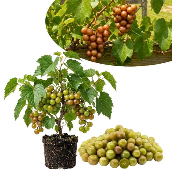 Seedless Grape Vine Live Plant, Fruit Plant, 4-6 Inch Tall