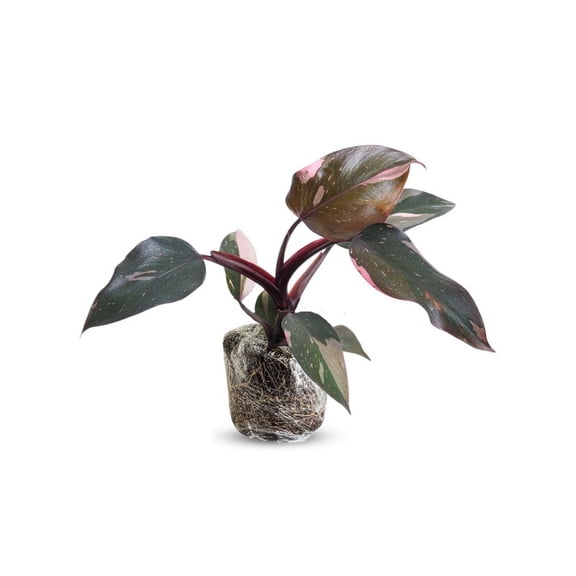 Pink Philodendron Plant Live, Pink Leaves, Variegated Philodendron Plant Indoor Houseplant 4-8 Inches