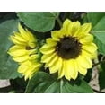 thumbnail image 2 of 25 VALENTINE SUNFLOWER Helianthus Annuus Flower Seeds, 2 of 3