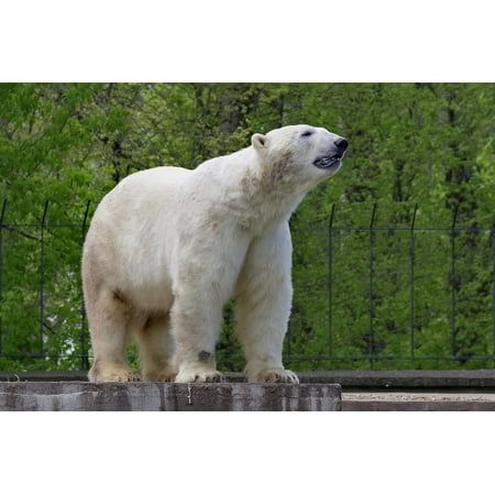 - Peel-n-Stick Poster of Feb White The Bear Mammal Predator Polar Green Poster 24x16 Adhesive Sticker Poster Print
