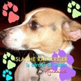 thumbnail image 1 of Isla the Rat Terrier Is Afraid of Water, 1 of 1