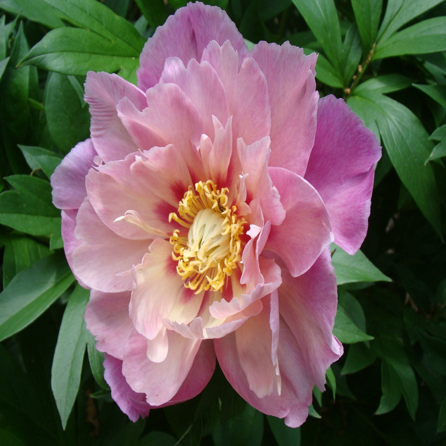 Expert Gardener 12-18" Peony Sweet Treat™ Live Tree in 1 gal. Grower Pot