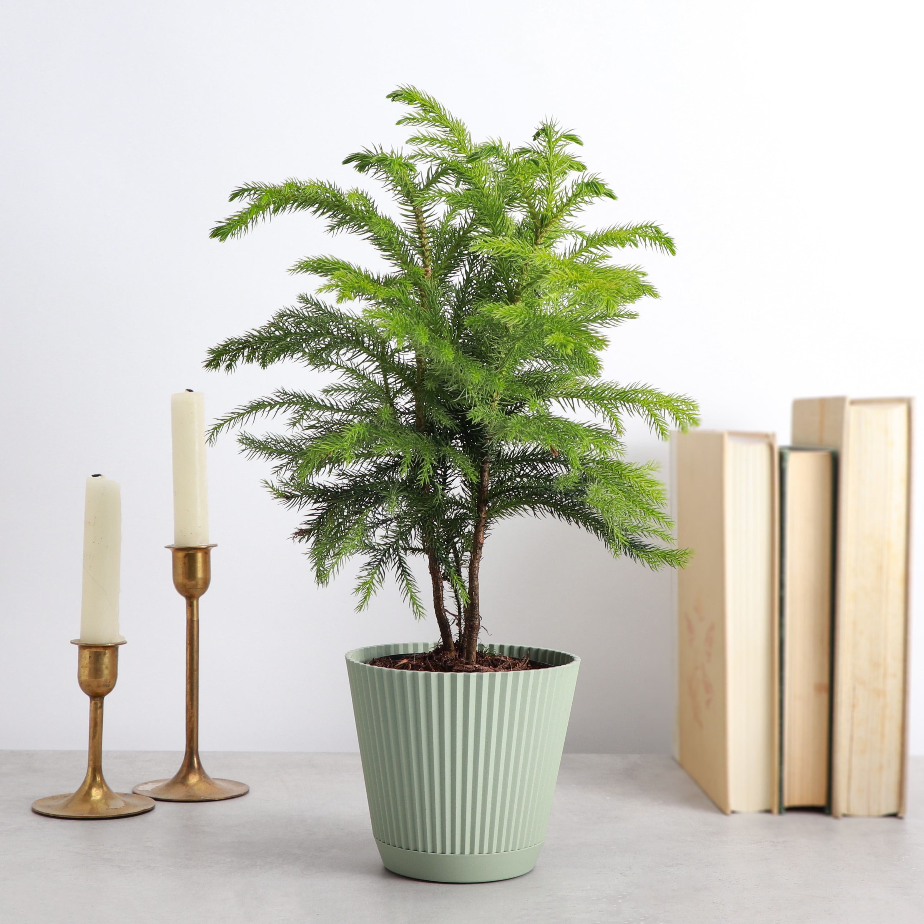 Live Norfolk Pine Plant - Air Purifying - 4" Decorative Pot Cover - Thorsen's Greenhouse