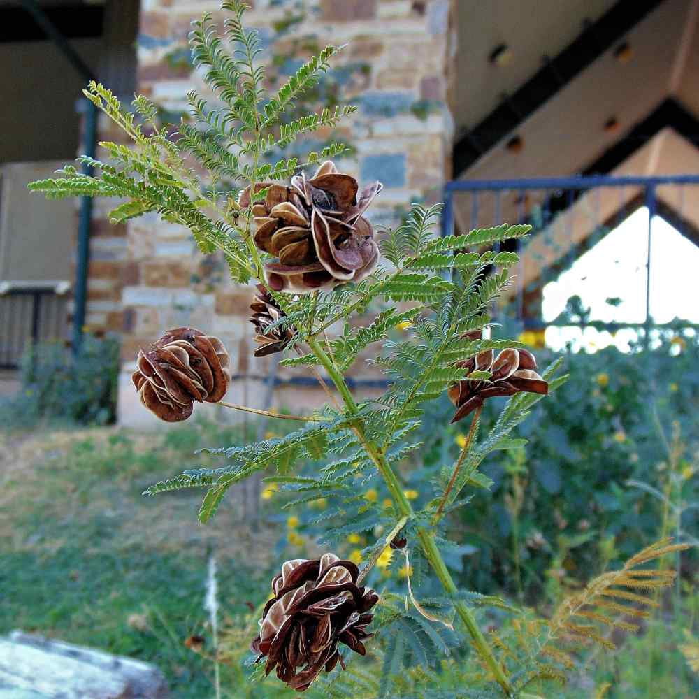 Illinois Bundleflower Seeds - Desmanthus Illinoensis Bundleflower Flower Seed - 1 LB