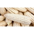 thumbnail image 3 of TomorrowSeeds - Stowell's Evergreen White Sweet Corn Seeds - 360+ Count - For 2026 Planting American, 3 of 11