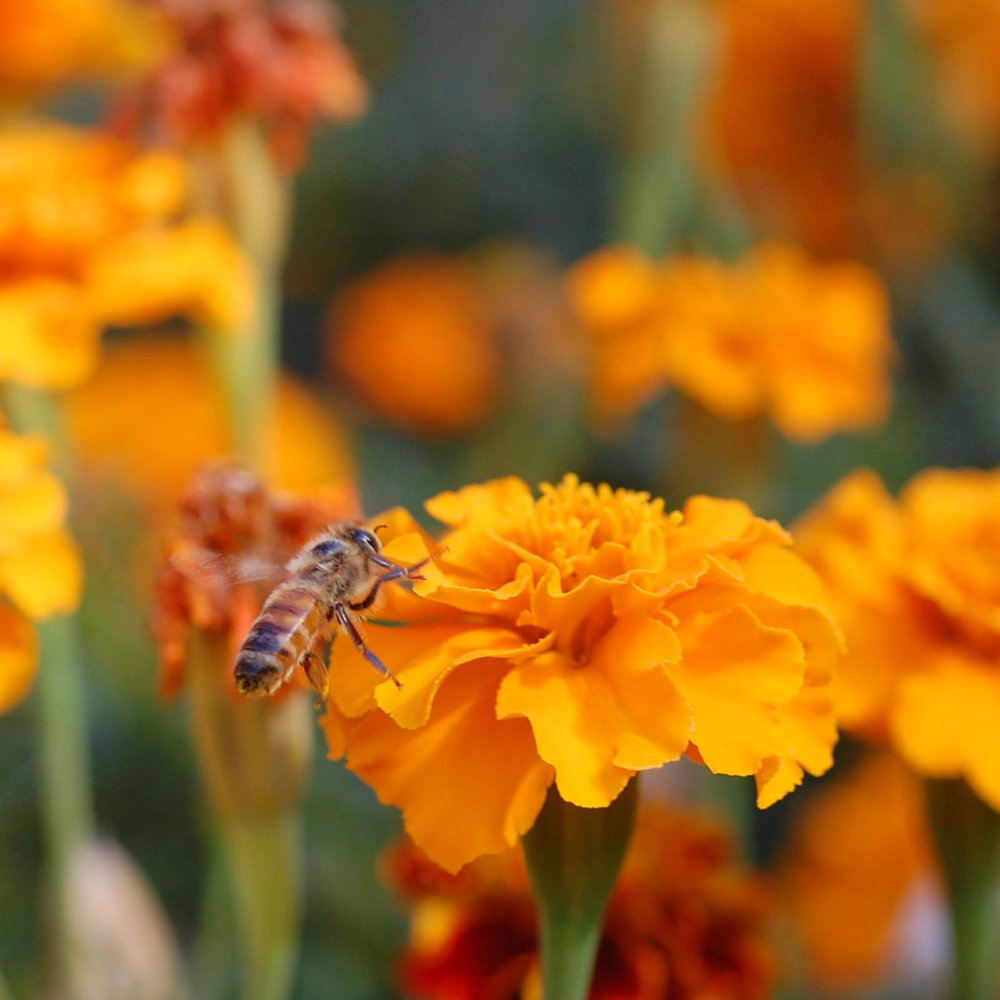 Bee Friendly Wildflower Seeds Mix - 4 oz Seed - Companion Garden