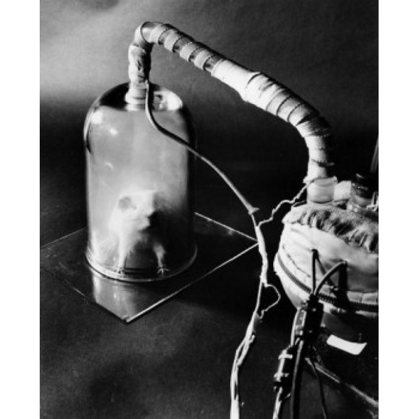 High angle view of a guinea pig used in a scientific experiment in a