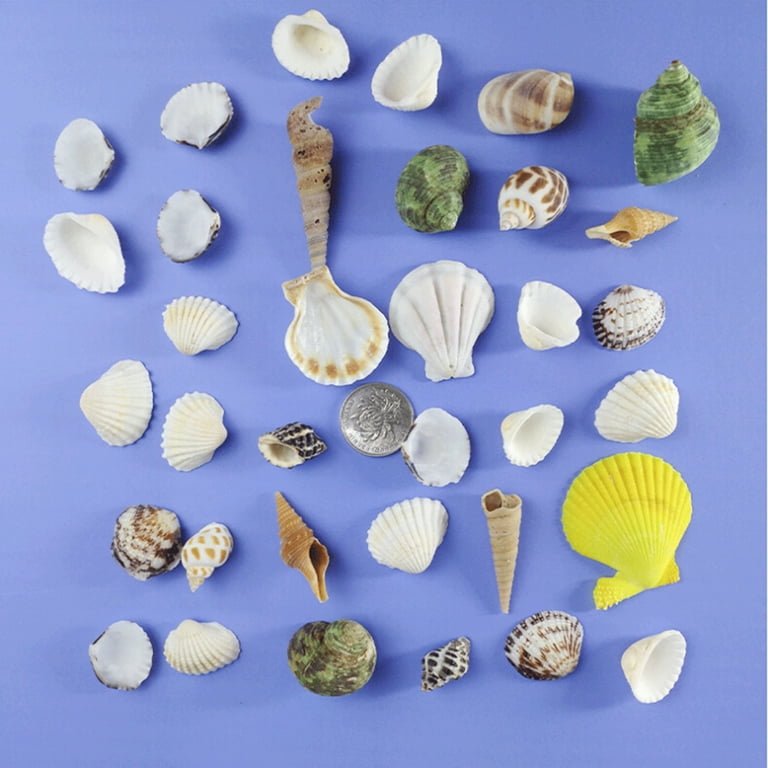 Beach Seashells Natural Shells. Ocean Seashells. Craft Aquarium Sea Decor.  Gifts. Handicrafts. Jewelry Shells.mixed Seashells -  Canada
