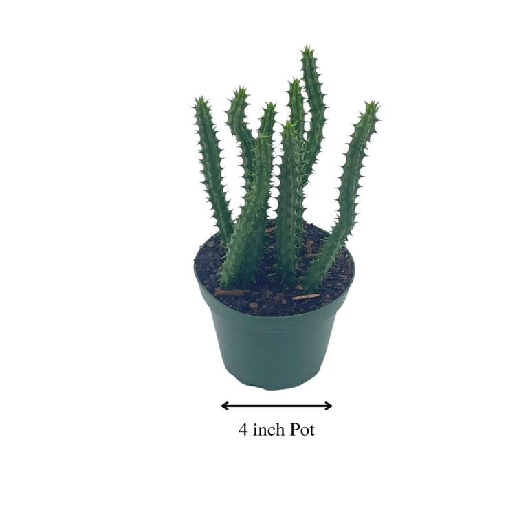 Cactus Rare Huernia Loeseneriana - Stapelia Duvalia Caralluma - Plante Sans Racines Pour Collectionneurs De Succulentes
