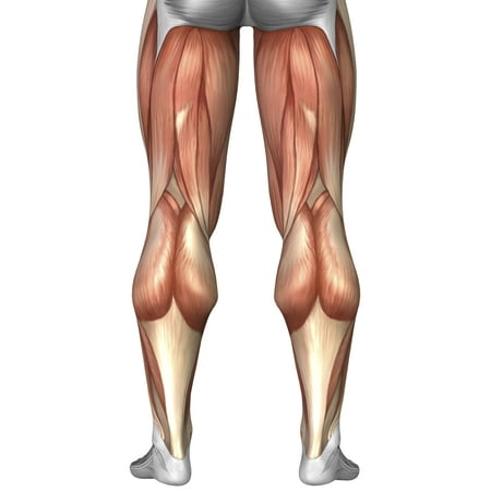 Diagram illustrating muscle groups on back of human legs Stretched Canvas - Stocktrek Images (12 x (Best Way To Stretch Back Muscles)