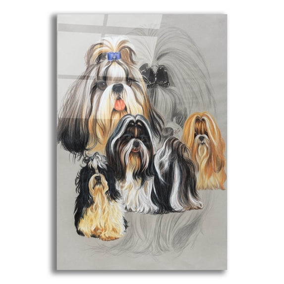 Epic Art 'Shih Tzu' by Barbara Keith, Acrylic Glass Wall Art, 16"x24"