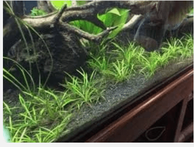 Chain Sword Narrow Leaf – Live Aquarium Plant for Freshwater Tanks