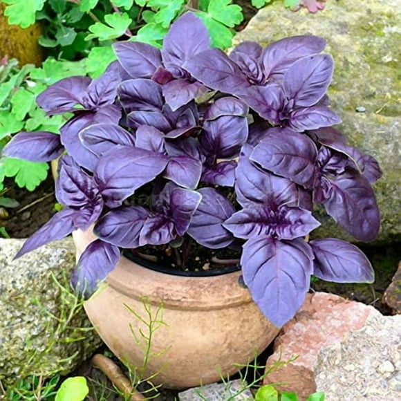 HJADGG Seeds Basil Purple Leaf Indoor Vegetable for Planting Giant Organic Non GMO 30 Seeds