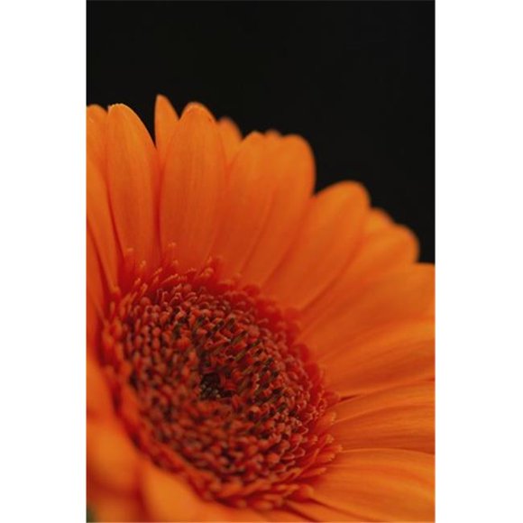 Posterazzi DPI12288012LARGE Close Up of The Centre of An Orange Gerbera with The Petals Slightly Out of Focus Against A Black Background - London En Poster Print by Nick Dale, 24 x 36 - Large