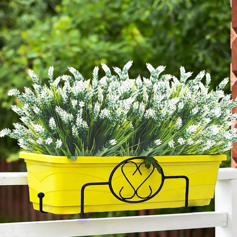 lavender plant near me Lavender