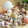 thumbnail image 3 of 200g/pack Natural Beach Shell&Conch SeaShells Aquarium Fish Tank Landscaping fish tank Decoration, 3 of 7