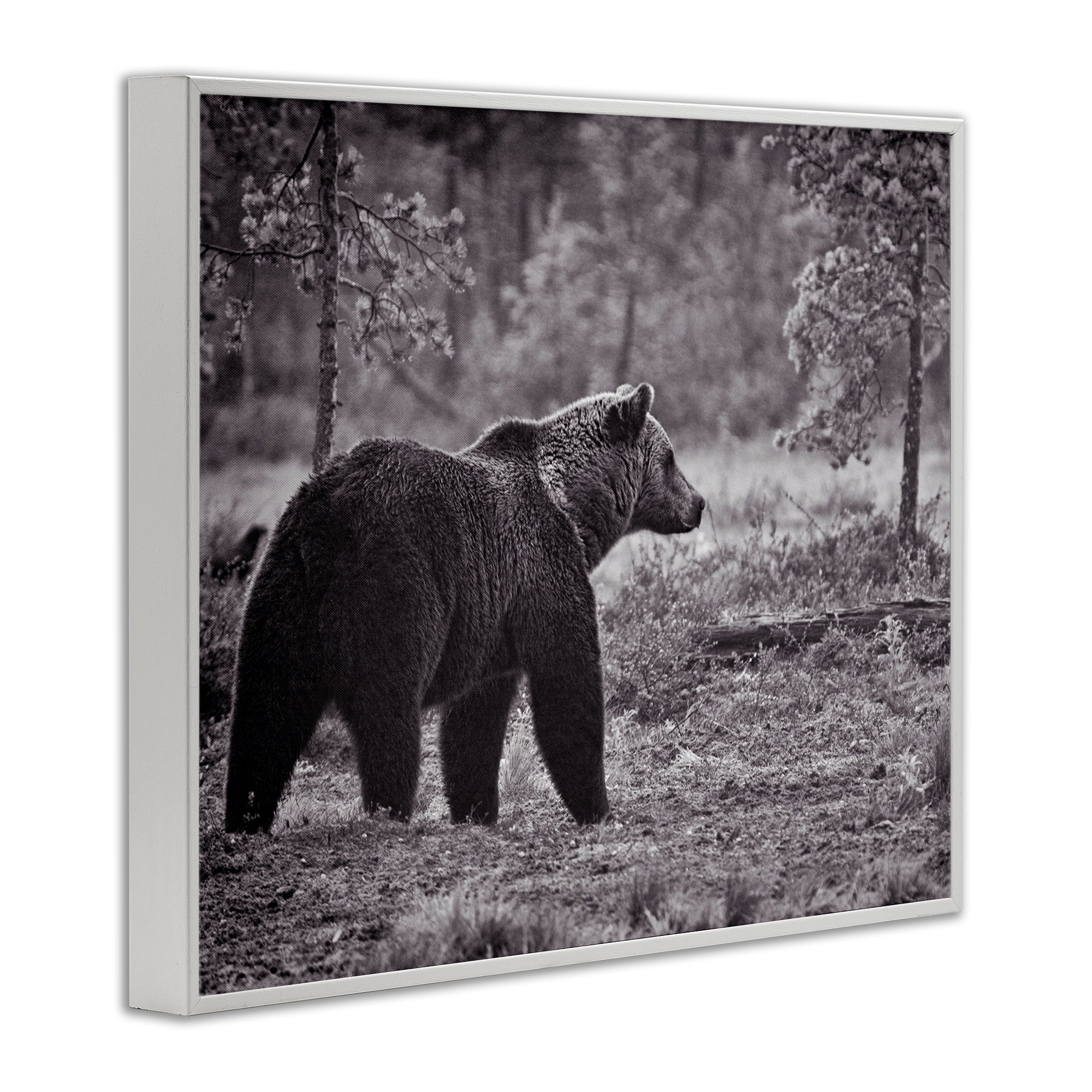 Stupell Industries Bear Stepping in Forest Animals & Insects Photography White Framed Art Print Wall Art, 30 x 24