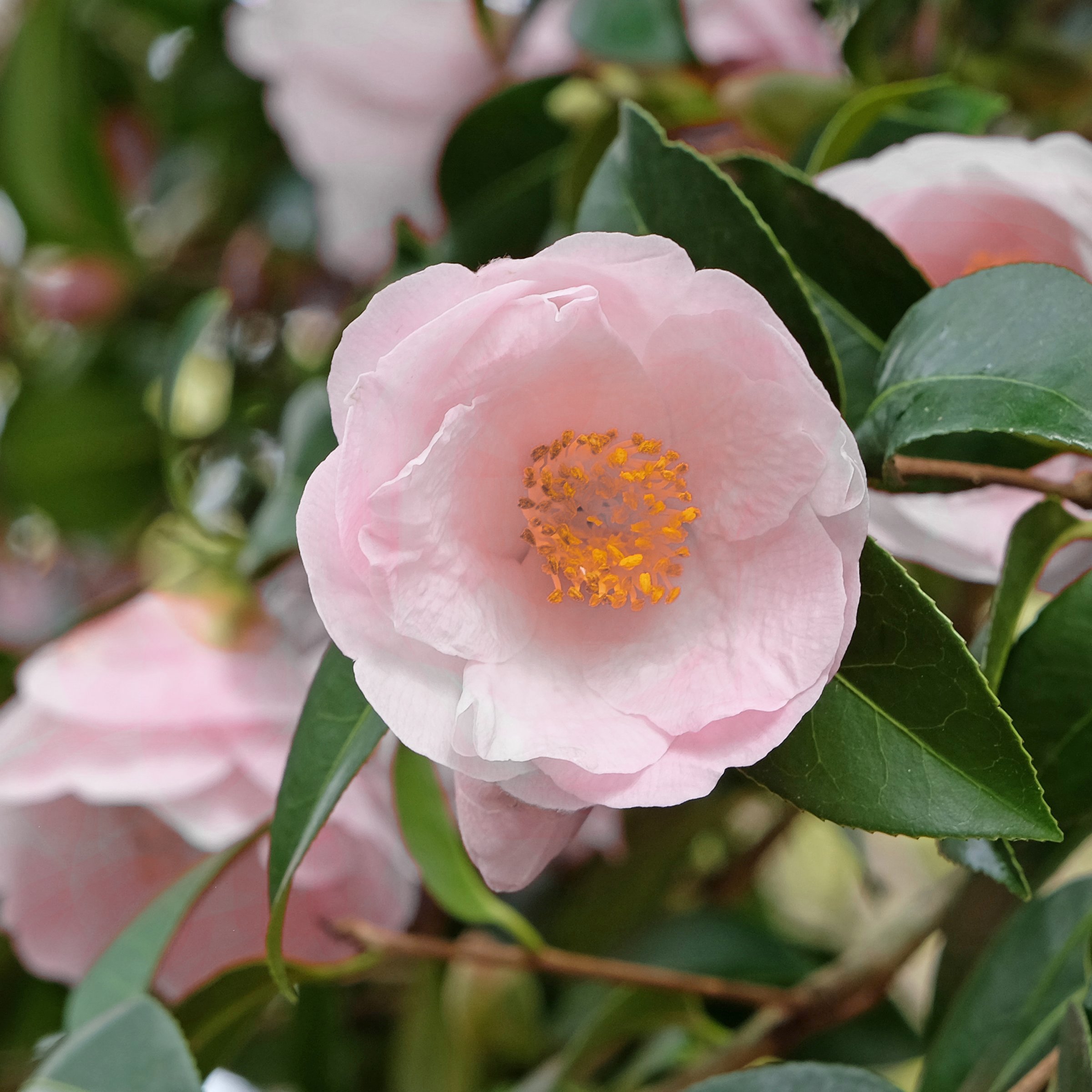 National Plant Network 1 gal. Camellia Japonica Moonlight Bay Shrub