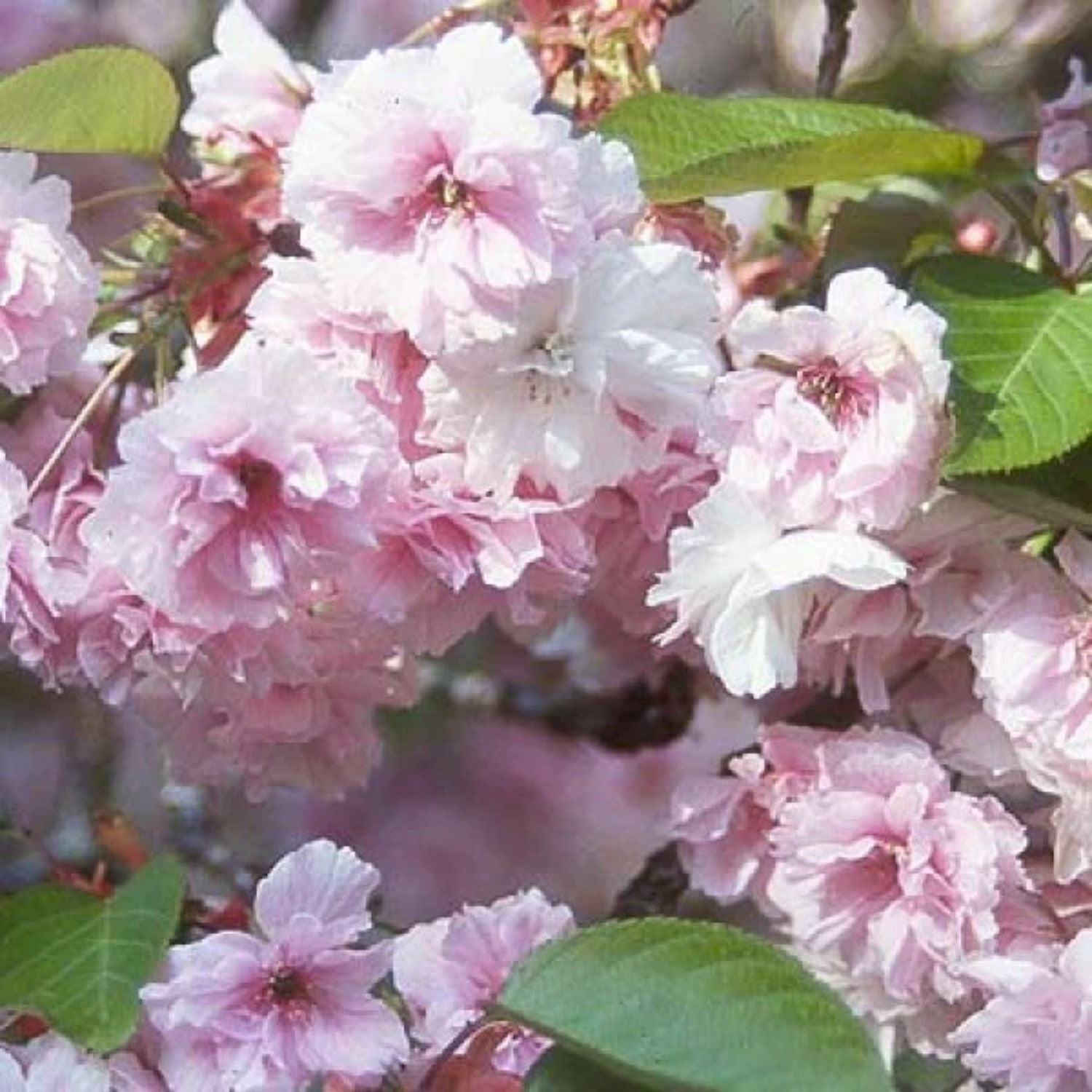Expert Gardener 3-4 ft. tall Shirofugen White Flowering Cherry Live Tree in 7-Gallon Grower Pot