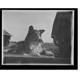 thumbnail image 2 of Historic Framed Print, Collie's head - 5, 17-7/8" x 21-7/8", 2 of 9