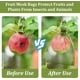 thumbnail image 4 of 100 Piezas Bolsas de Protección de Frutas, 20 * 30 Bolsas de Red de Frutas para Árboles Frutales, Bolsas de Cubierta de Red Verde Protectores de Frutas de Malla con Cordón Barrera de Plagas para Uvas, 4 of 4