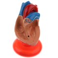 thumbnail image 3 of Modelo de Corazón Humano Sunnimix Estatua del Corazón, 3 of 8
