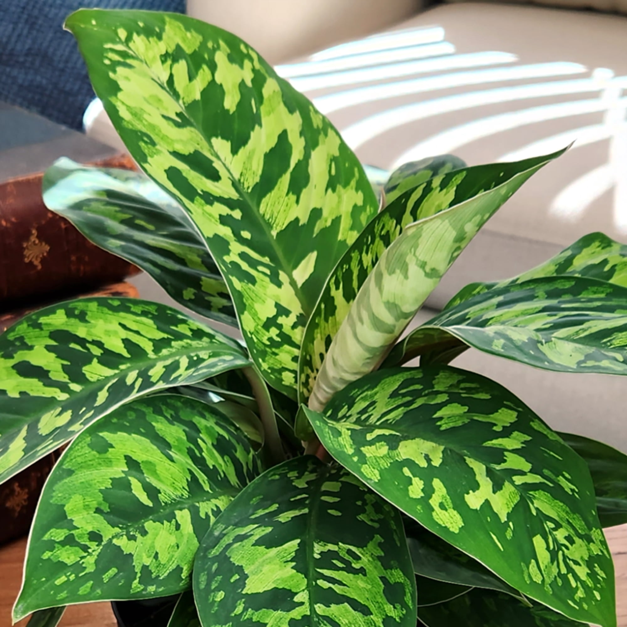 Element Variegated Homalomena Camouflage in 6" White Pot (Approx 15" Tall) Live Plant