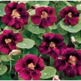 thumbnail image 5 of 100 Nasturtium Seeds Tropaeolum majus Edible Flowers and Leaves - Spicy Flavor - Pepper Substitute Mixed Colors, 5 of 11