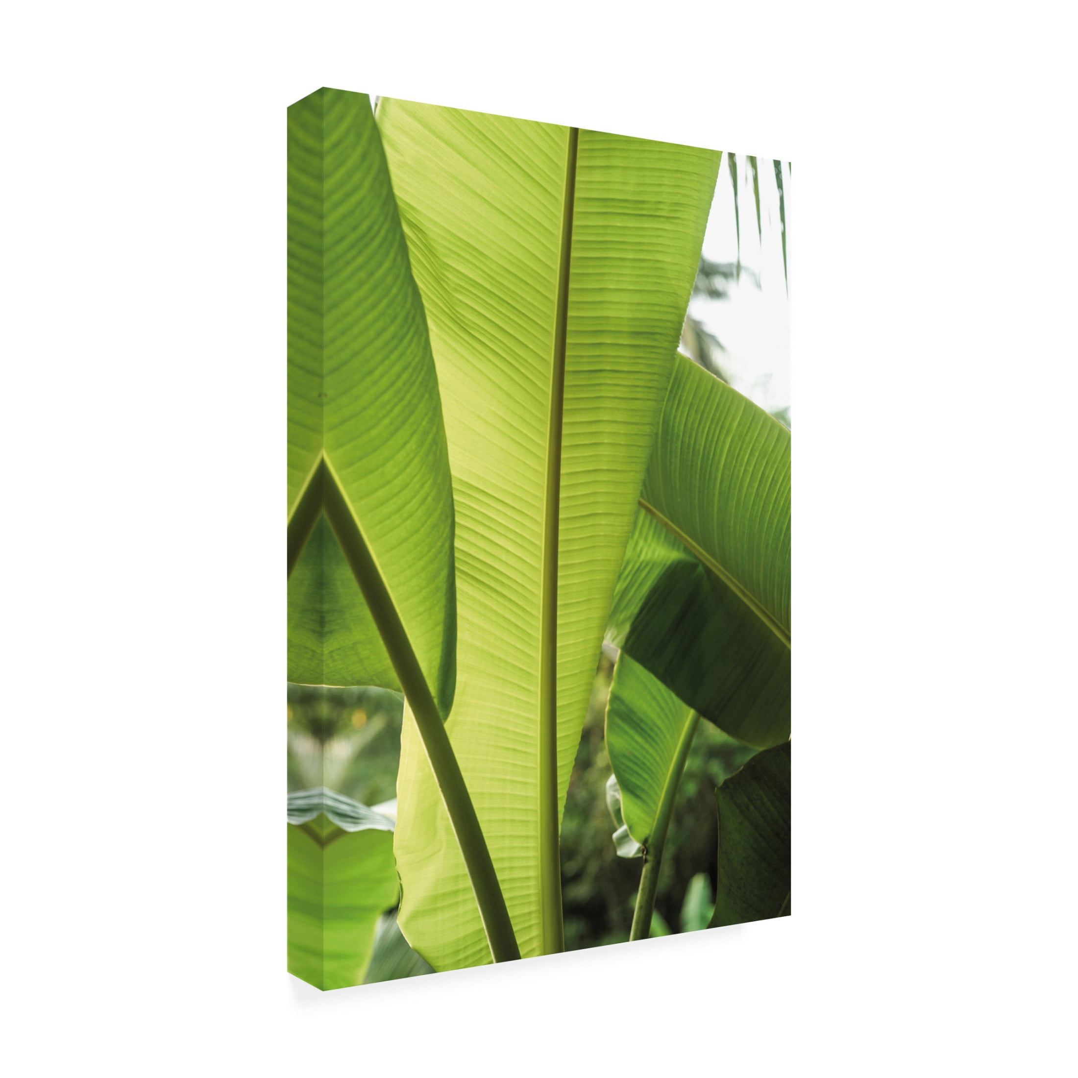 Trademark Fine Art Shot by Clint Tropic Bananna Canvas Wall Art
