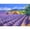 Multicolor9, variant on BESTSKY Personalized Puzzle,500 Piece Challenge Personalized Gift,Stress Relief Large Puzzle Game Interesting Toys,Style 1
