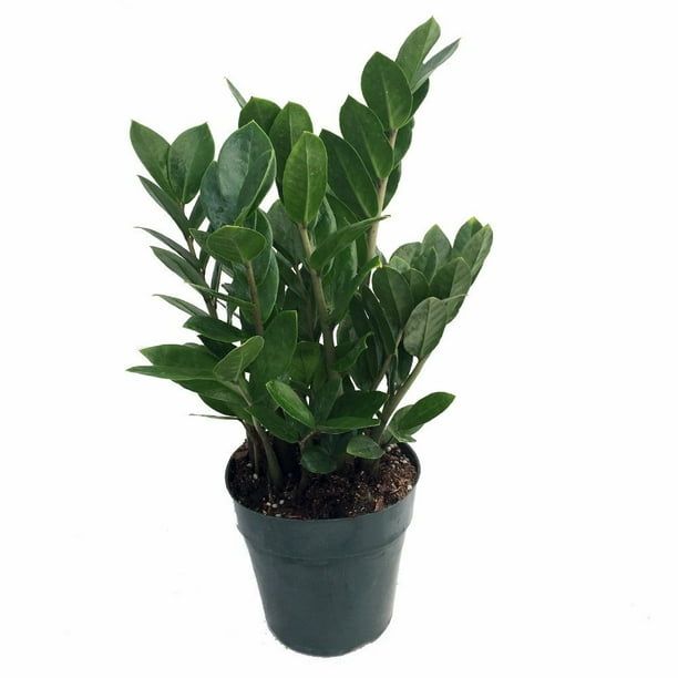 Rare Zz Plant Zamioculcas Zamiifolia Easy To Grow House Plant 4 Pot Walmart Com Rare Zz Plant Zamioculcas Zamiifolia Easy To Grow House Plant 4 Pot Walmart Com