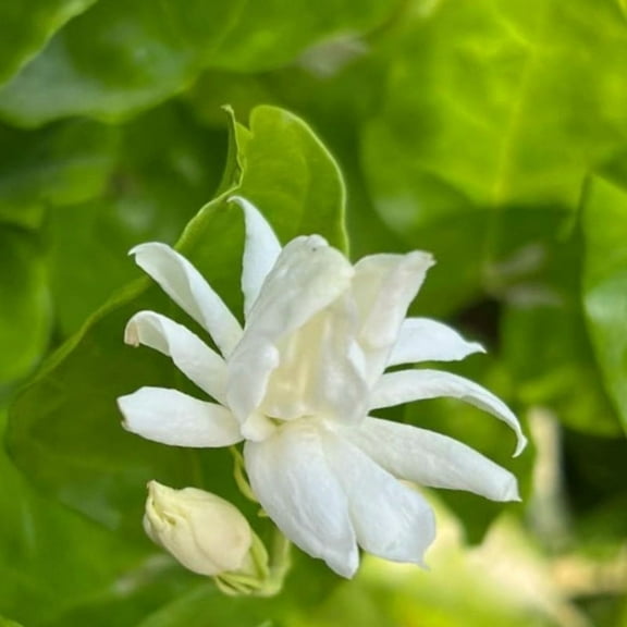 White Belle of India Jasmine Plant Live 4-8 Inch, Jasmine Plant for Indoor and Outdoor Gardening