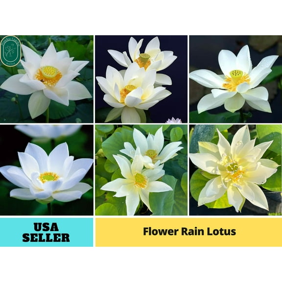 5 Rare Seeds| Flower Rain Lotus Seeds - Indian Lotus (Nelumbo nucifera) Seeds - Flower Seeds - B3G1 #Q017