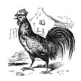 thumbnail image 3 of Roving Rooster 20x20 Black Modern Framed Museum Art Print Titled - Art Licensing Studio, 3 of 5