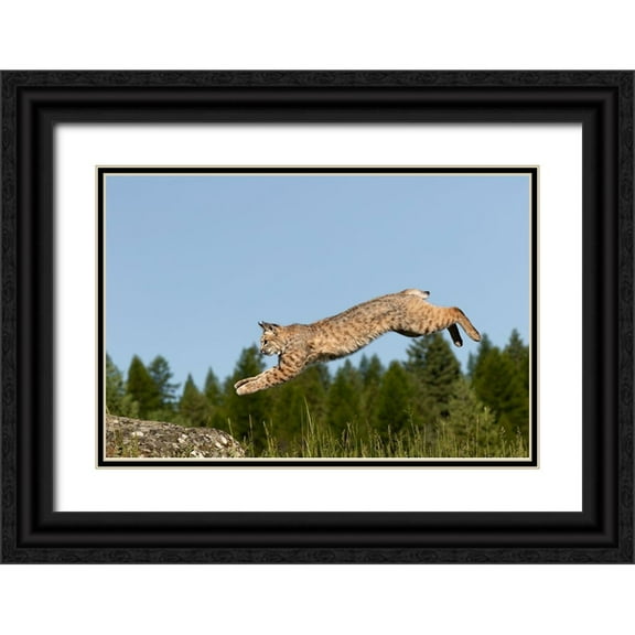 Jones, Adam 32x23 Black Ornate Wood Framed with Double Matting Museum Art Print Titled - Bobcat jumping-Lynx Rufus Captive