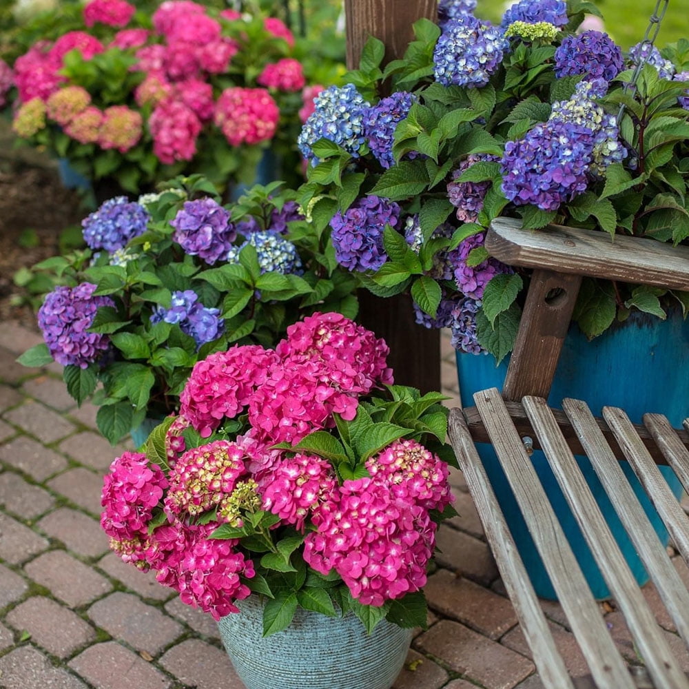 Endless Summer Summer Crush Reblooming Hydrangea Live Shrub in 1-Gallon Grower Pot