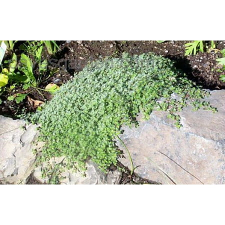 Wooly Thyme - Great Groundcover - Live Plant - Hardy - 3