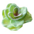 thumbnail image 1 of Coofit Artificial Succulent Decorative DIY Flower Shape Faux Plant Fake Succulent, 1 of 6