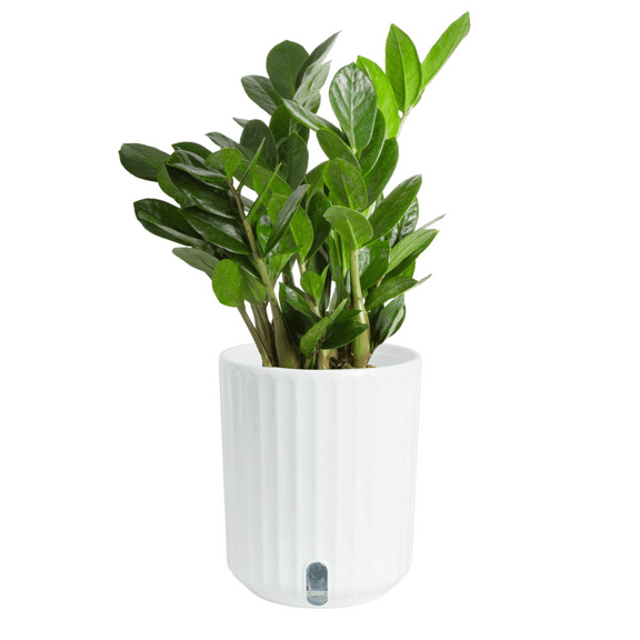 Costa Farms 12" ZZ Plant Live House Plants in 5" Self-Watering Planter