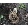 thumbnail image 2 of 3 Firn Line Bareroot Hosta, bareroots, 2 of 4