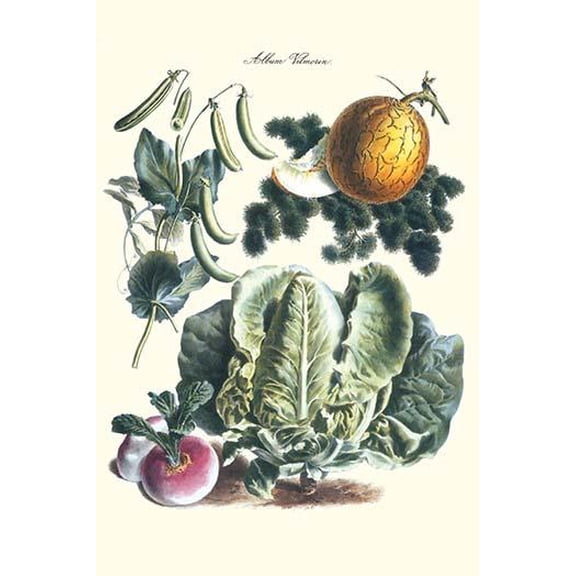 Vegetables; Melon, Lettuce, Green Beans, and Turnips-Fine Art Canvas Print (20" x 30")