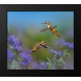 thumbnail image 2 of Fitzharris, Tim 22x20 Black Modern Framed Museum Art Print Titled - Broad Tailed Hummingbirds, 2 of 5