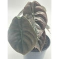thumbnail image 2 of Alocasia Cuprea, Jewel Alocasia, Red Secret, 4 inch, Mirror Plant, Rare, 2 of 9