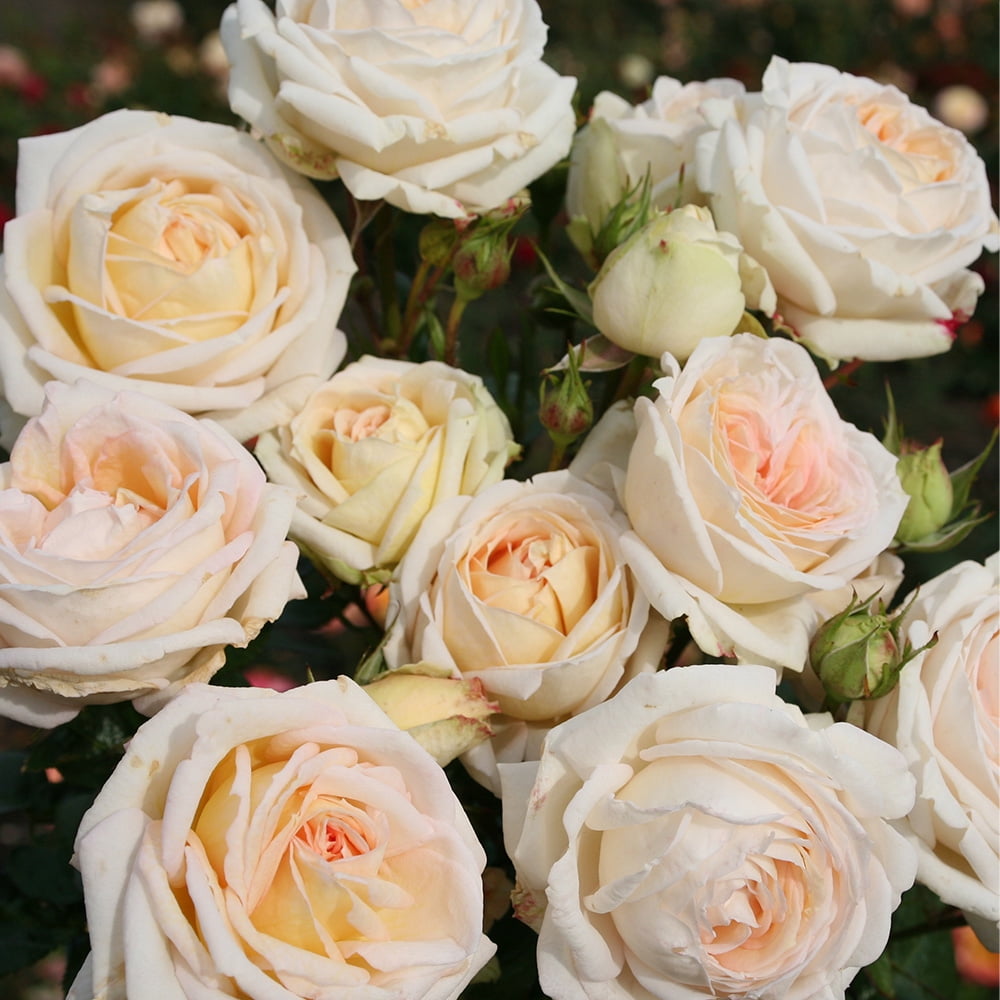 Heirloom Roses Rose Bush - Parfuma® Madame Anisette™ Grandiflora , Live ...