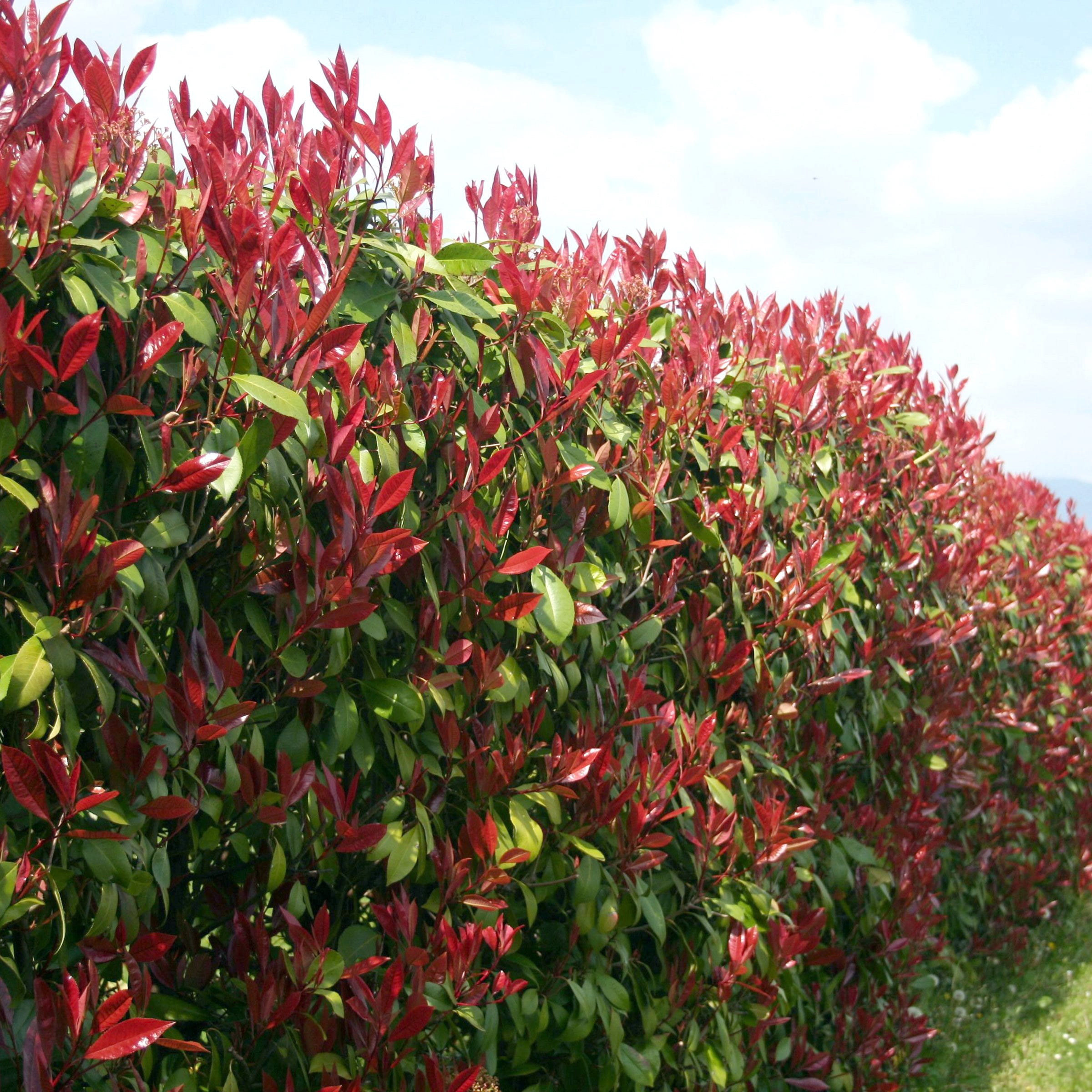 National Plant Network 4 in. Photinia Dynamo Red (16-Pack)