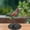 Multicolour, variant on Fiudx Colorful Bird Decorations Home Decoration Decorations Flower Bird Pendants Bird Group Decorations