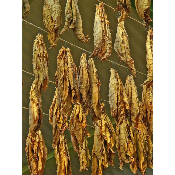 1000 White Mammoth Tobacco Seeds ~ Heirloom Nicotiana Tabacum ~ Early Maturing