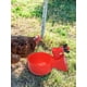 thumbnail image 2 of (12 Piezas) (rojo) (peso Dentro 270 G) Bebedero Automático para Corral Máquina Automática para Pollo para Pollo Bebedero para Pollo, 2 of 9